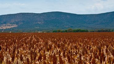 Project aims to expand options for Australian sorghum