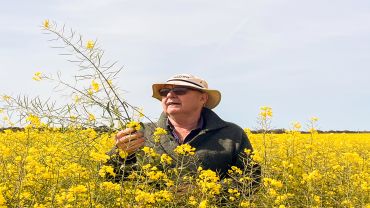 Harvest weed seed control embraced to target escapes