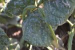 Fungicide resistance in Queensland: be alert 