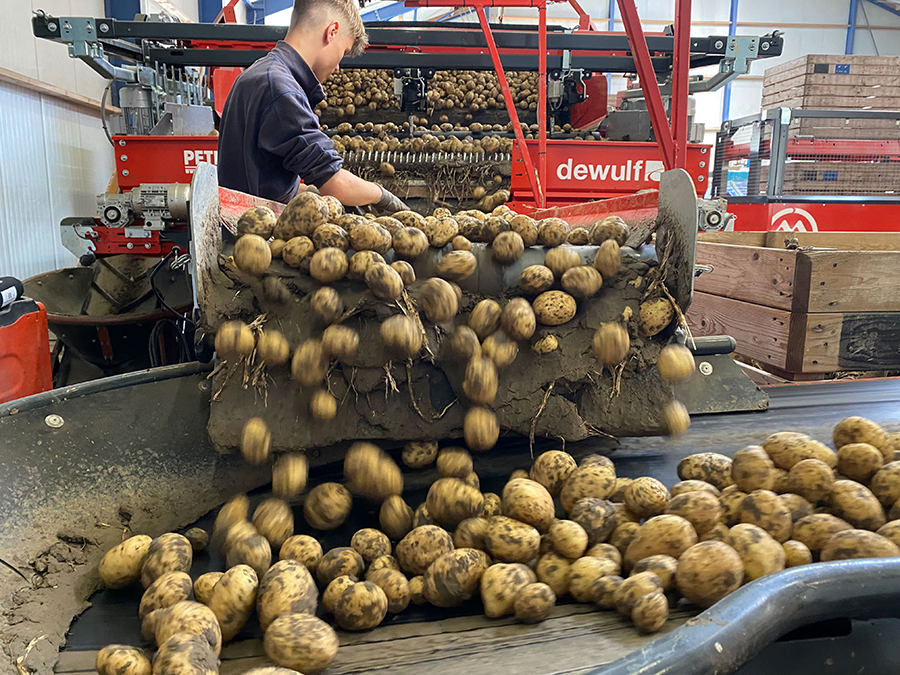 A man at a machine that sorts potatoes using automation.