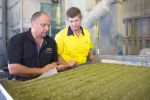 Vertical integration a winner for Queensland mungbean producers and processors