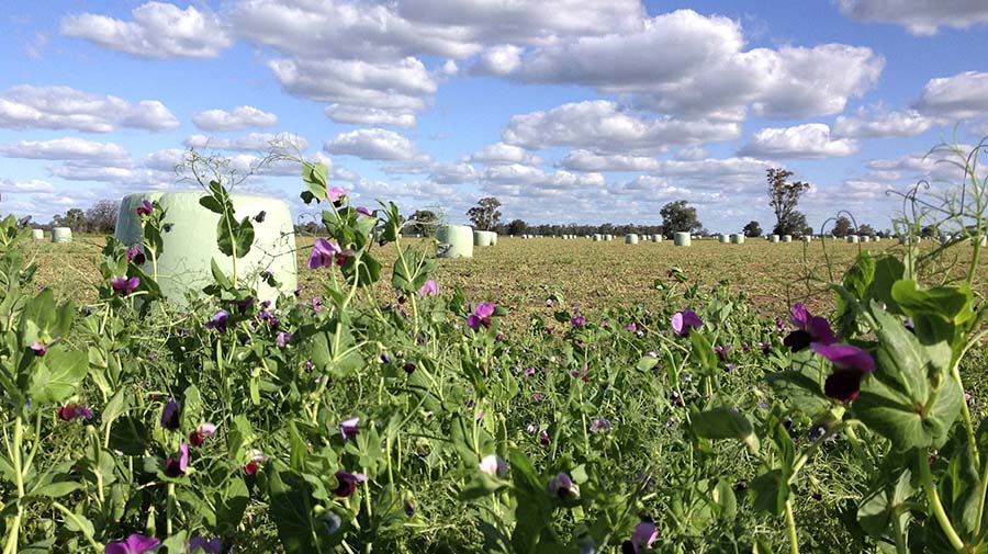 ield peas are in the rotation mix for these Tasmanian growers