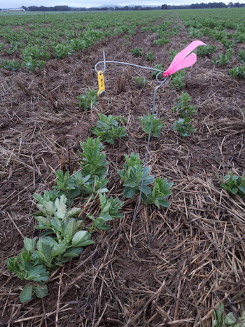 A yellow iButton logger installed in a paddock.