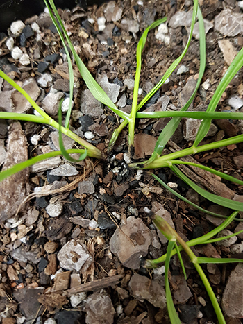 ryegrass killed with a laser