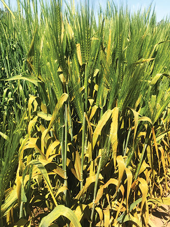 Photo of severe leaf rust on barley, caused by Puccinia hordei.