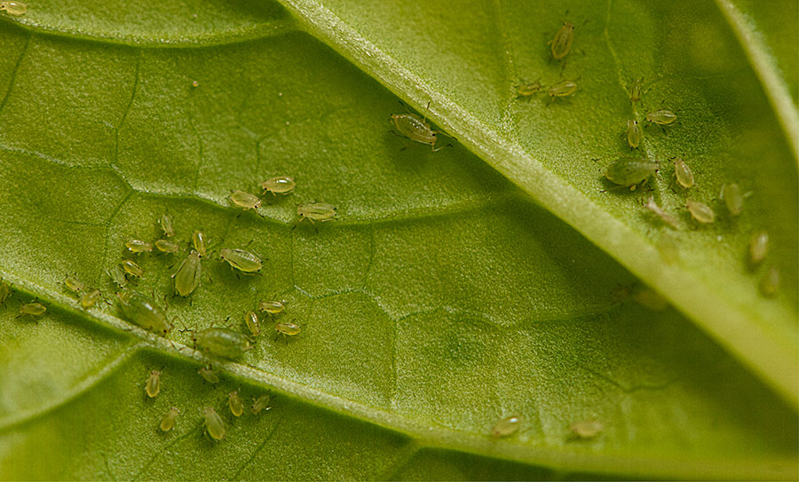 small green peach aphids on a green leaf