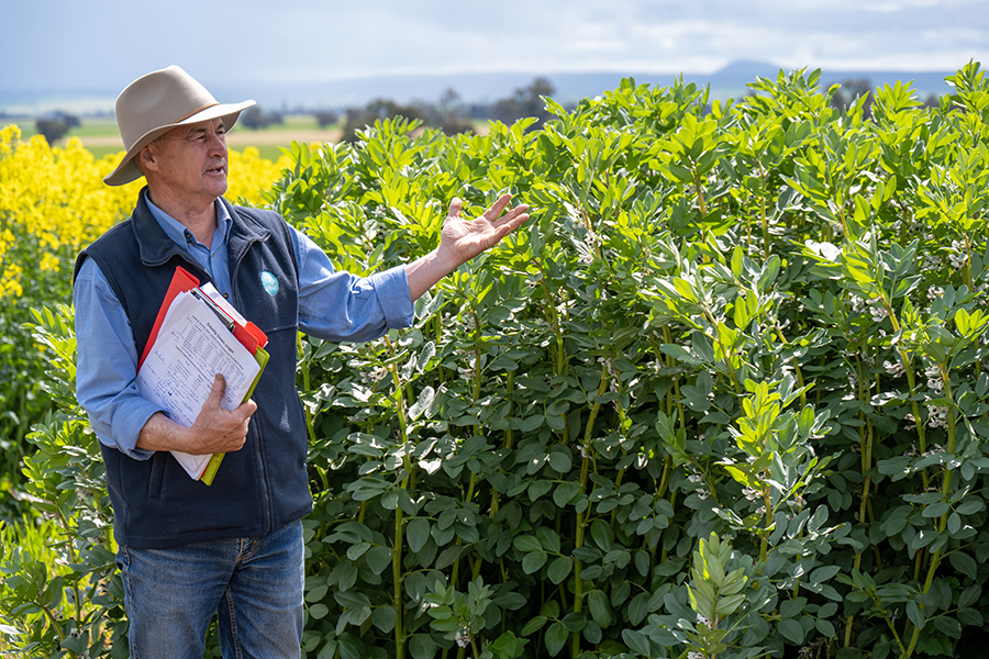 a man in a brown wide brimmed hat, with denim jeans, blue shirt and CSIRO vest holding a red clip board with research results, gesturing with his left hand to a trial plot of faba beans which is almost taller than him. 