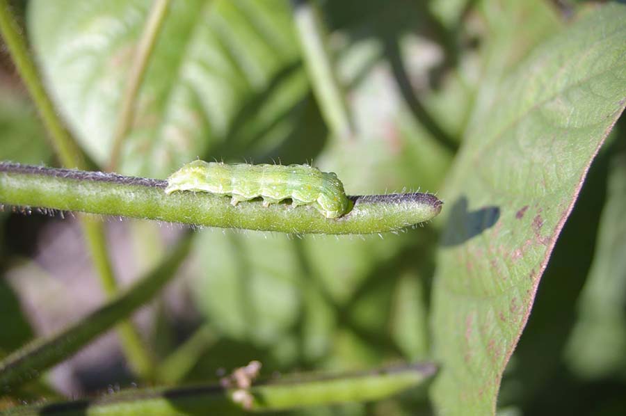 As well as the new investments, GRDC continues to support a wide range of other ongoing RD&E into pests, including Heliothis (Helicoverpa sp), seen here on a mungbean plant. PHOTO Gordon Cumming
