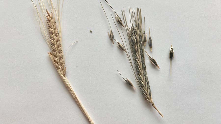 Australian malting barley, left, and a wild barley, right. PHOTO Associate Professor Ken Chalmers