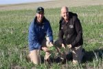 Grower project confirms widespread fungicide resistance to net blotch in southern WA 