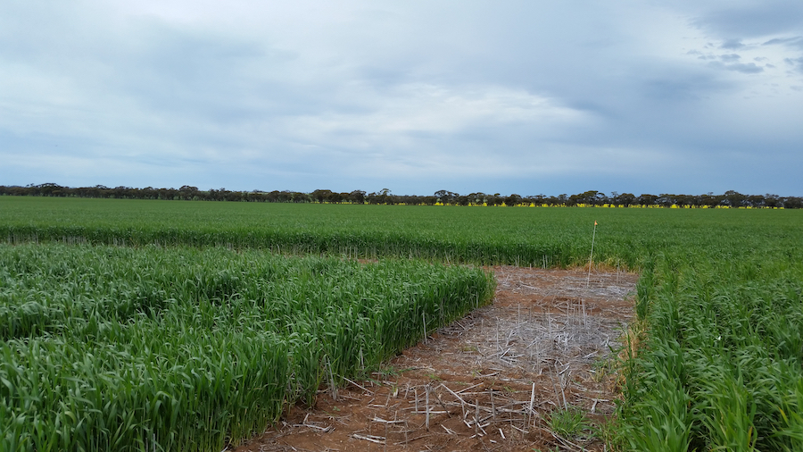 wheat heat tolerance