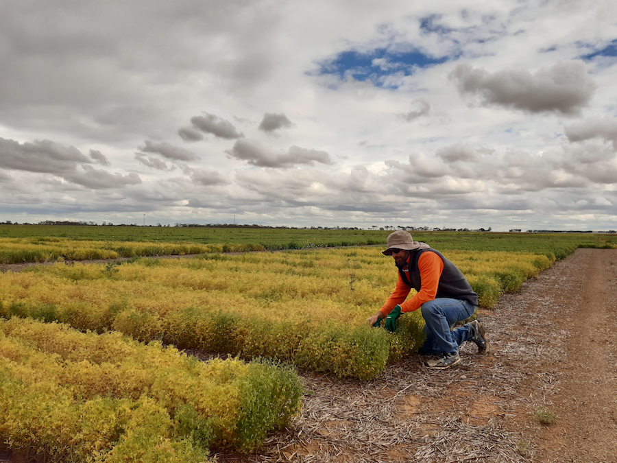 Lachlan Lake examines lentil trial plots. 