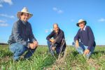 Trials show benefits of strategic cover cropping 