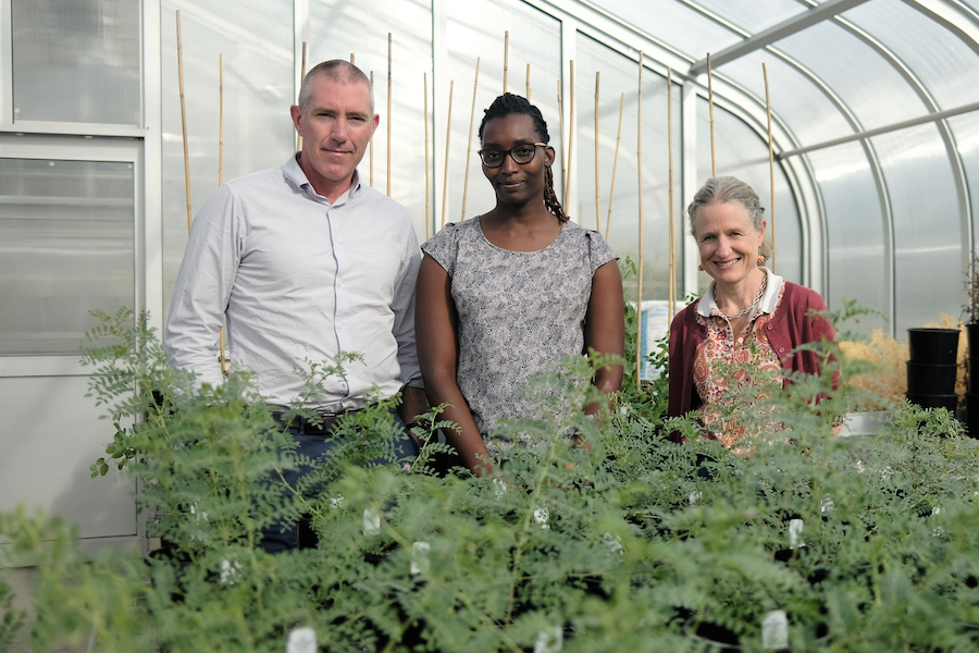Researchers with chickpeas in the glasshouse. 