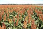   Summer sorghum window on the horizon for northern growers 