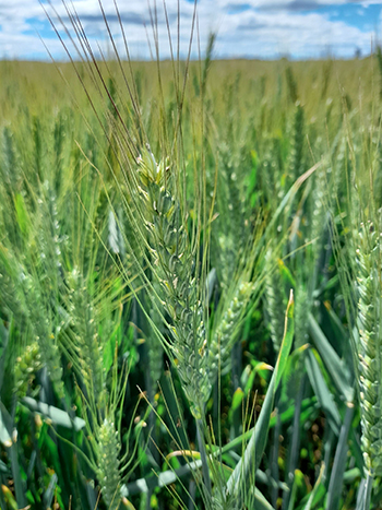 picture of green heads of wheat in a paddock