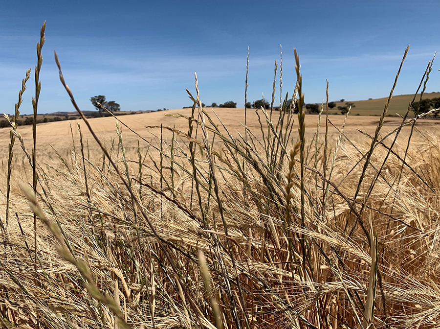 annual ryegrass in a barley crop