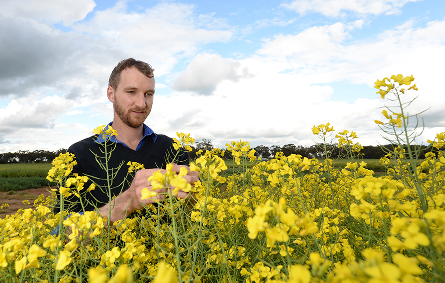 Mat Dunn checks a trial plot of flowering canola.