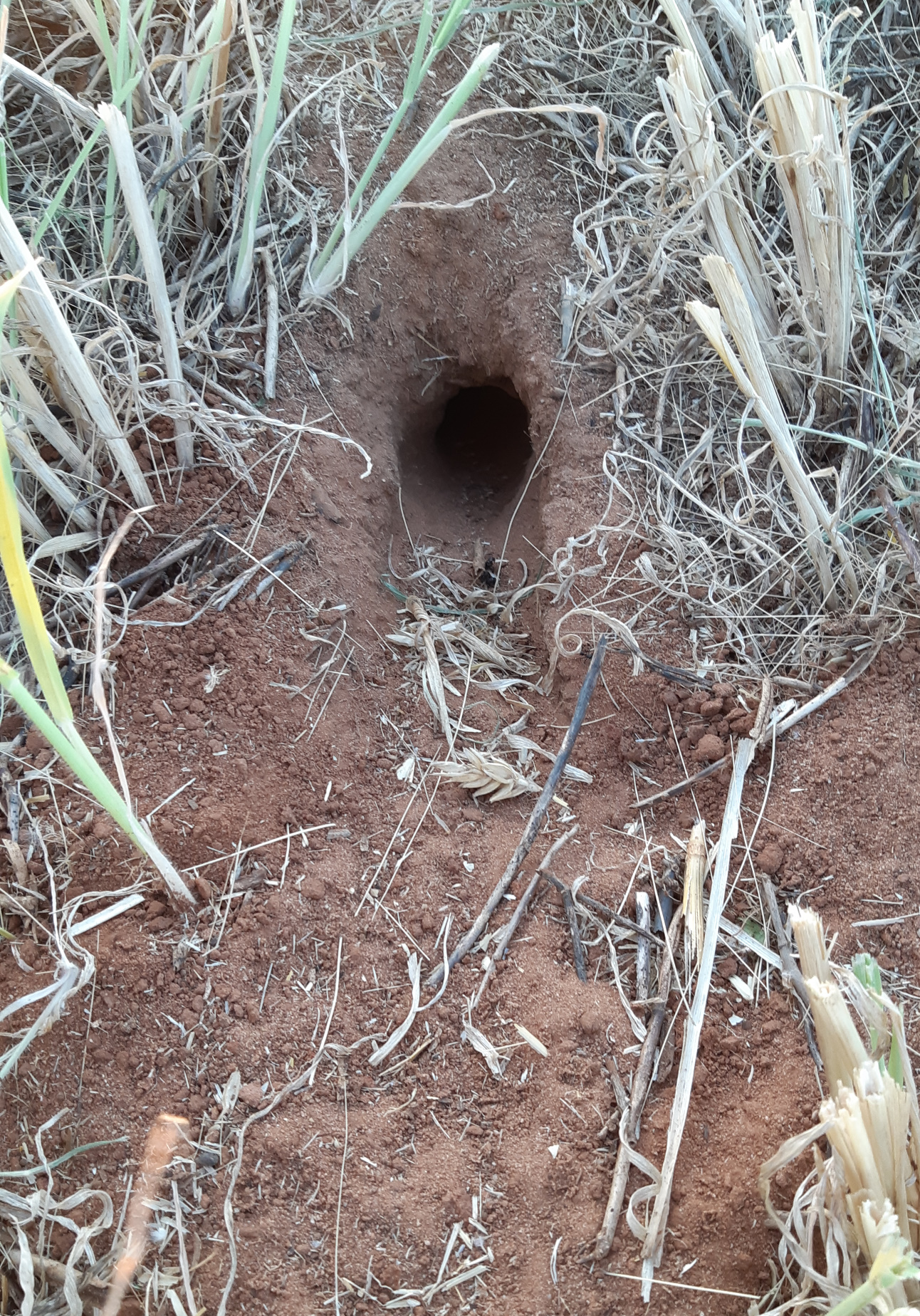 Image of mouse burrow