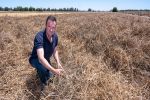 Sclerotinia transmission across a crop rotation