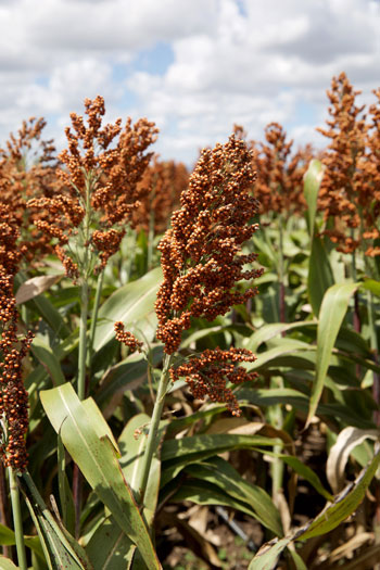 A close up photo of the heads of a sorghum crop.
