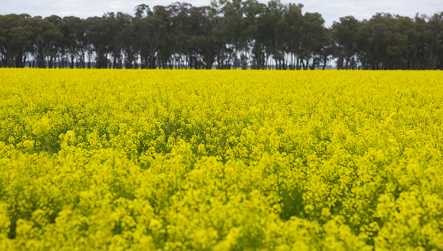 An open-pollinated canola crop 