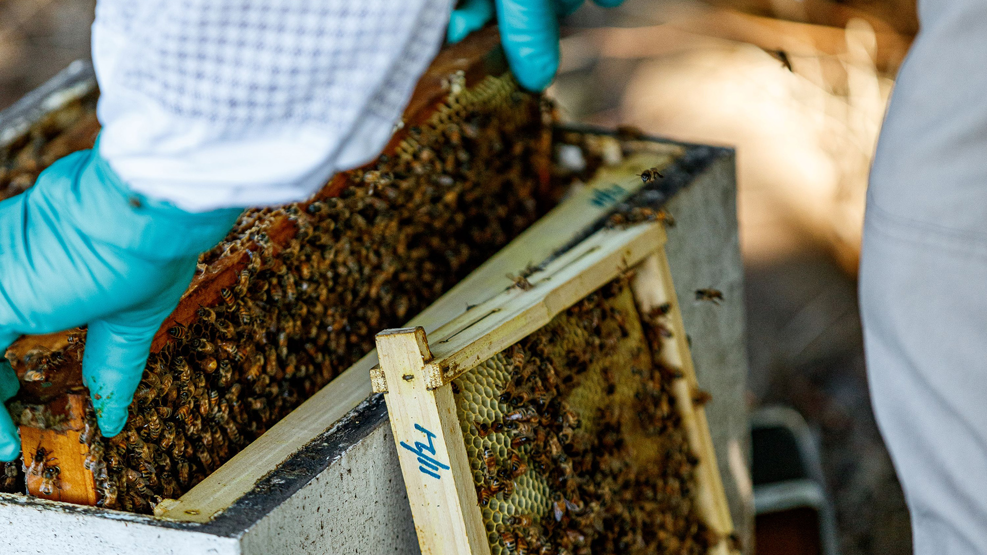 Honey bee surveillance plays vital role in grains industry | Groundcover