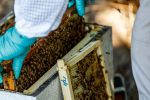 Honey bee surveillance plays vital role in grains industry