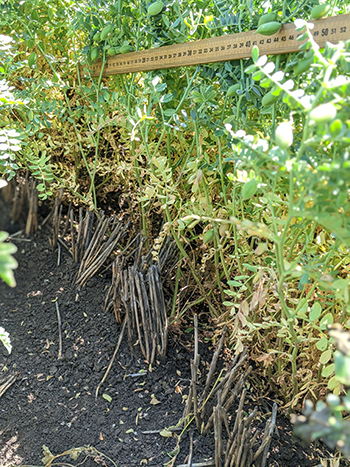 shorter cereal stubble containing the crown rot pathogen was below the lowest pod height in a subsequent chickpea crop
