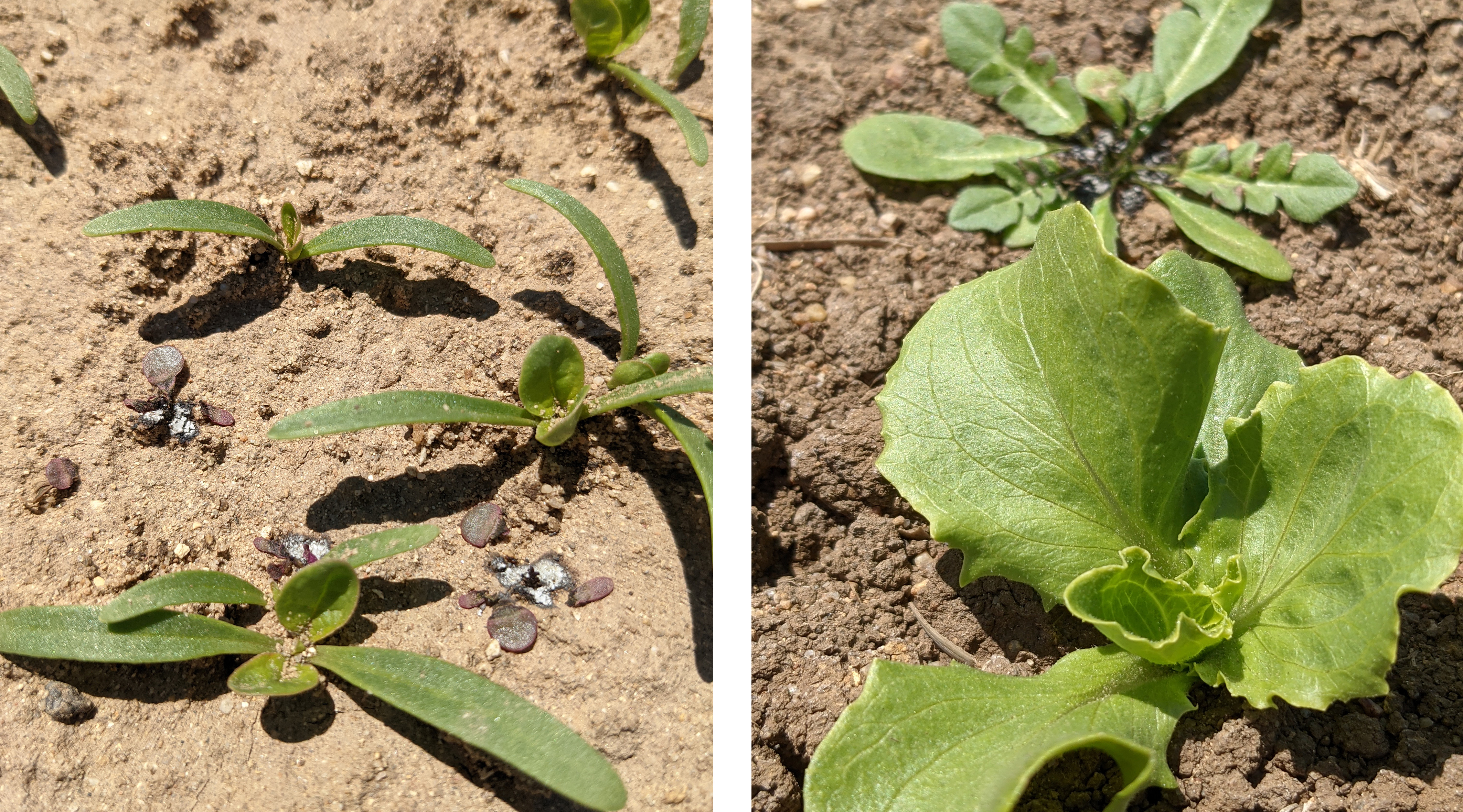 carbon robotics technology uses lasers to control weeds in vegetable crops