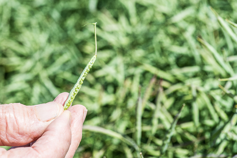 Canola seeds