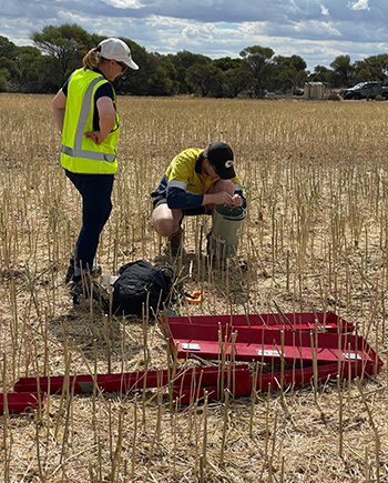 Image of two researchers in a dry grain field.