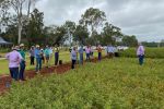 New broadacre summer pulse crop for Queensland and northern NSW