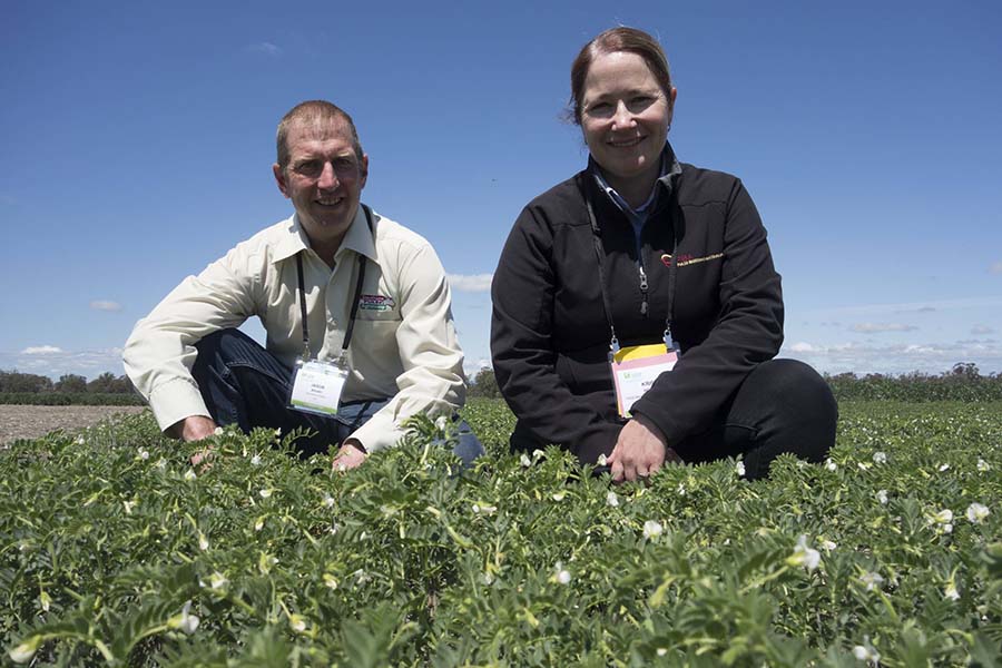 GRDC Southern Pulse Agronomy (SPA) program leader, left, Jason Brand and NSW DPI chickpea breeder Kristy Hobson with a plot of the new PBA Royal (PBR) chickpea variety at the SPA field day. PHOTO Clarisa Collis 