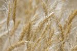 New genetic pathways to increase wheat yields