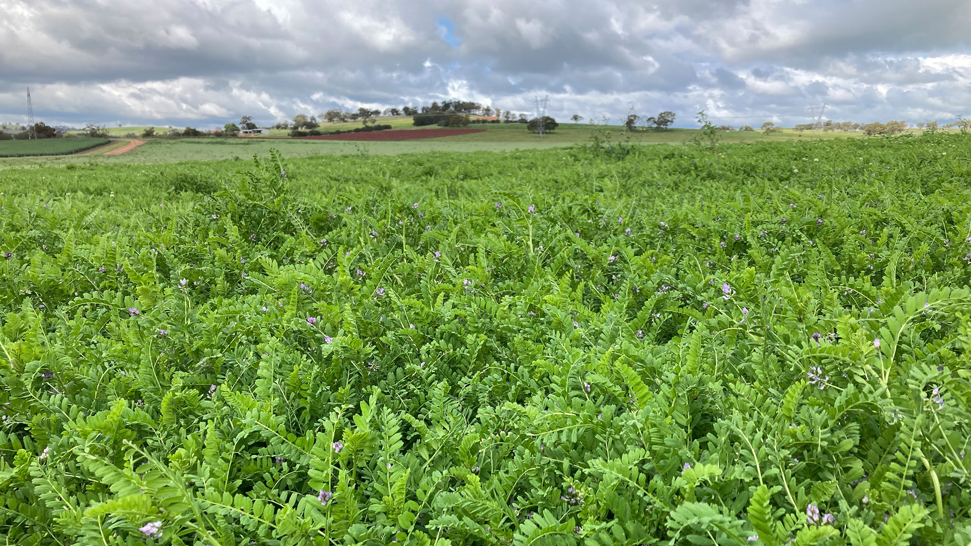 The hard-seeded nature of novel pasture legumes | Groundcover