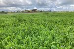 The hard-seeded nature of novel pasture legumes