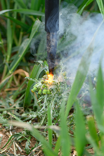 an electrical spark used to kill a weed