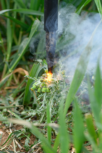 Killing weeds on sale with electricity