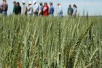 Victoria the focus of GRDC Southern Panel tour