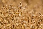 Statistical modelling upgrade improves variety trials analysis