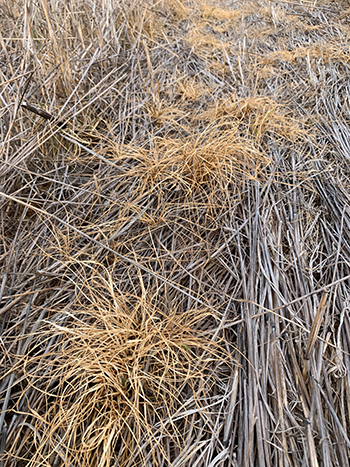 annual ryegrass that appears dead in a cereal stubble after being sprayed with a double knock