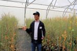 Improved canola heat tolerance observed in field trials