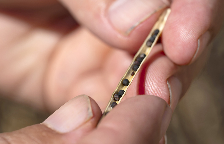 Dried canola seeds