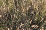 Collaborative weed control a winner against Feathertop Rhodes grass