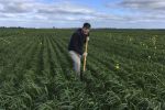 Minimising the yield impacts of soil constraints