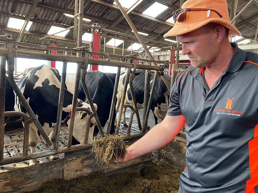 Tim Inkster is on the right of the frame, wearing a grey and orange t-shirt, and orange towelling hat, with sunglasses on them. He is holding some feed in a dairy. There are three Friesian dairy cows in the background.
