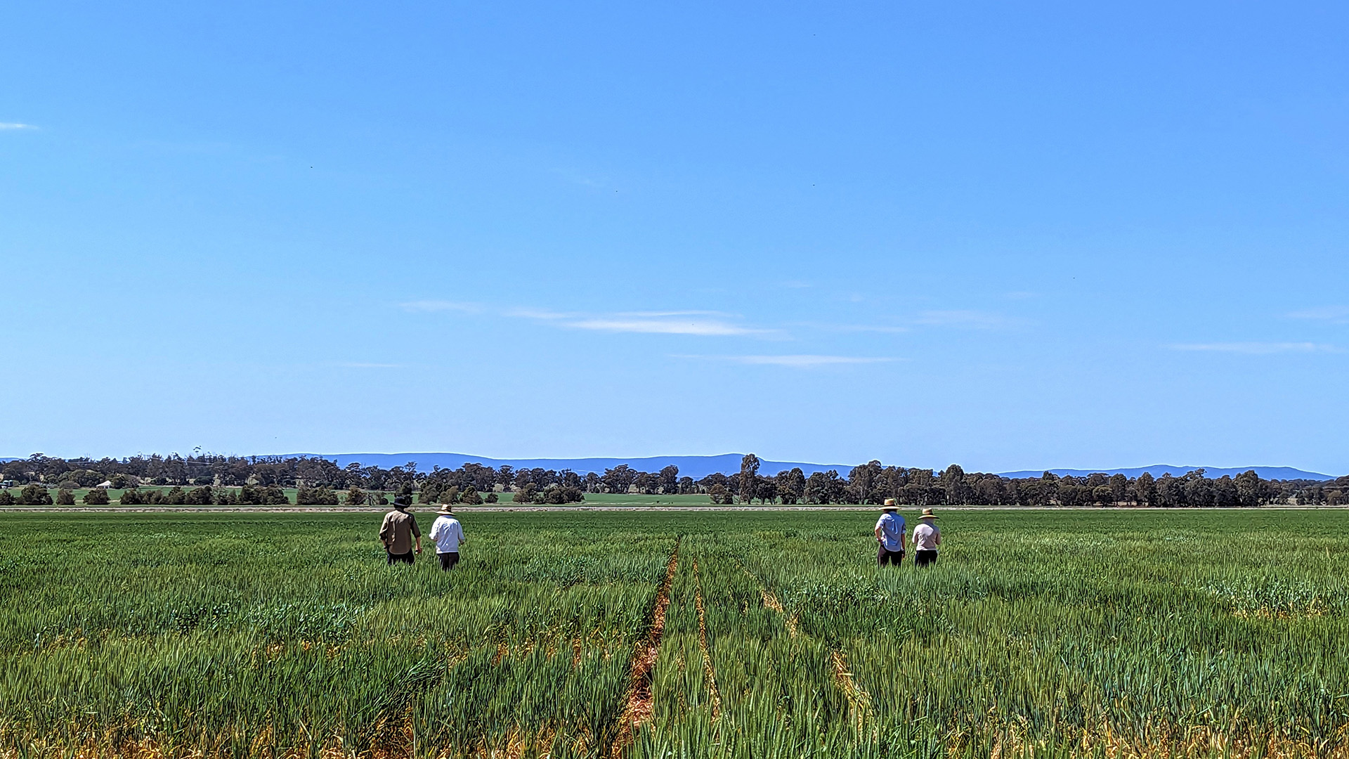 grdc-invests-1-9m-in-research-for-climate-resilient-crops-the