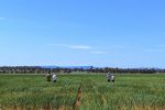 GRDC invests $1.9m in research for climate-resilient crops