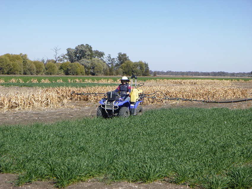 terminating a cover crop in Queensland